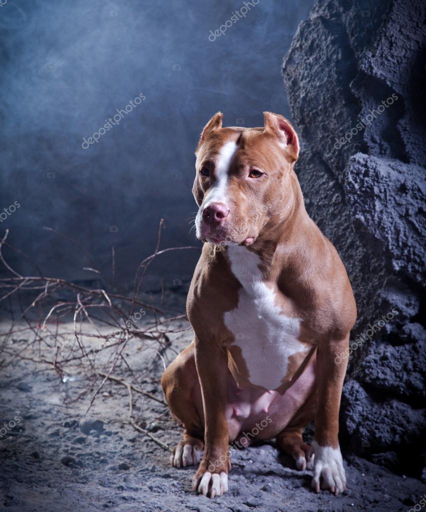 Stockfotos Pitbull Dog Bilder Stockfotografie Pitbull Dog Lizenzfreie Fotos Depositphotos