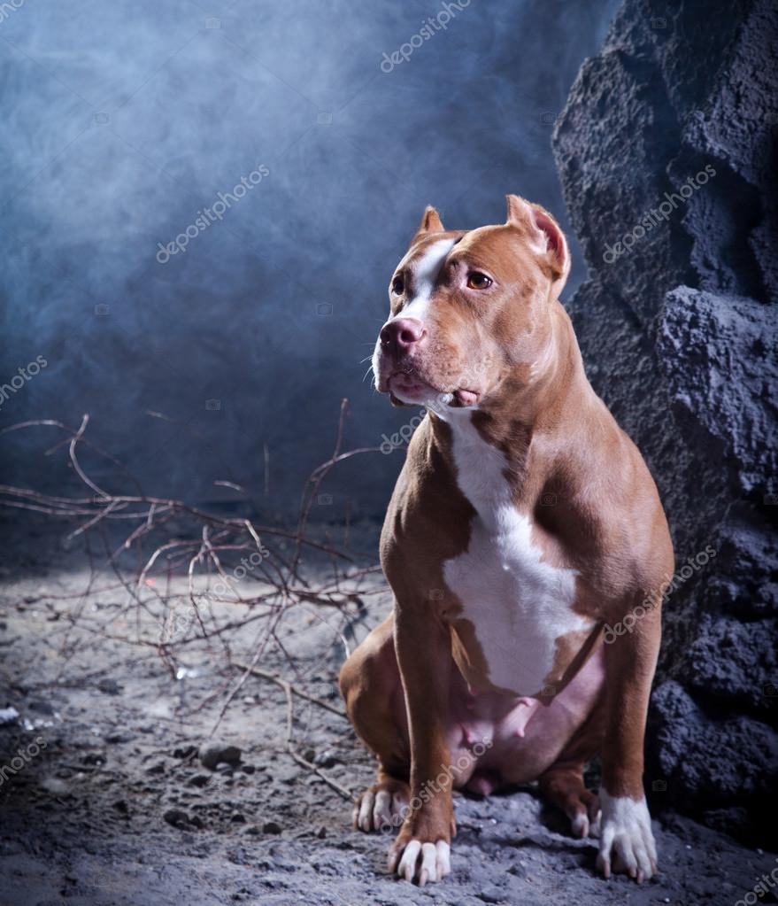 Fotos De Pitbull De Stock Pitbull Imagenes Libres De Derechos Depositphotos