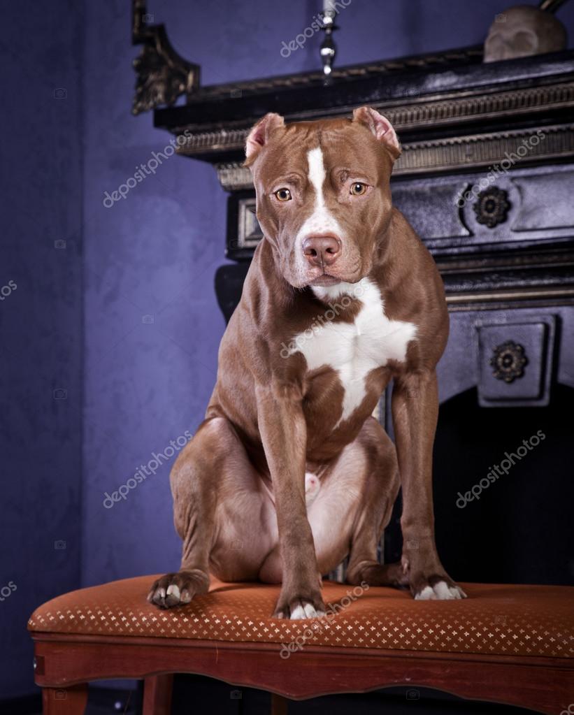 Terrier Videos Funny Bull Terrier Pictures Funny Bull Terrier Dog