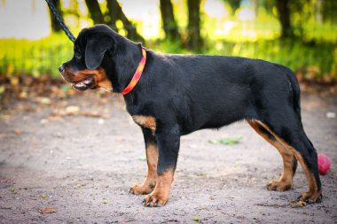 Rottweiler köpek niteliğine
