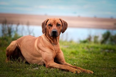köpek doğurmak Rodezya ridgeback