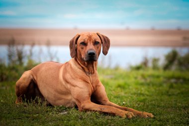 köpek doğurmak Rodezya ridgeback