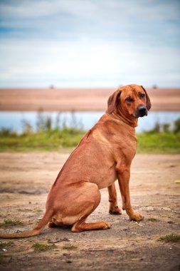 köpek doğurmak Rodezya ridgeback