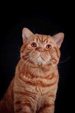 Renkli bir arka plan üzerinde İngiliz yavru kedi