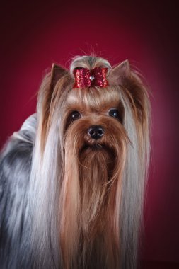 Yorkshire Terrier köpeği.