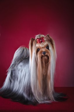 Yorkshire Terrier köpeği.