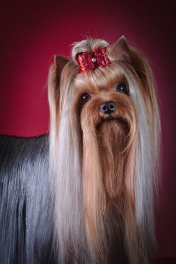 Yorkshire Terrier köpeği.