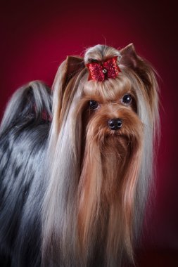 Yorkshire Terrier köpeği.