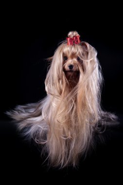 Yorkshire Terrier köpeği.