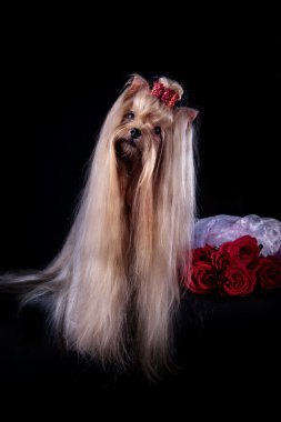 Yorkshire Terrier köpeği.