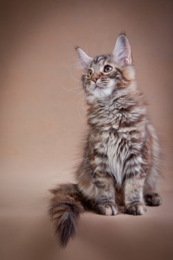 Maine coon cat on a colored background