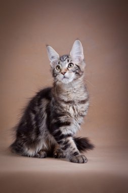 Maine coon cat on a colored background