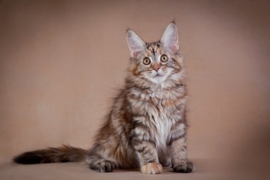 Maine coon cat on a colored background