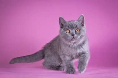 Renkli bir arka plan üzerinde İngiliz yavru kedi