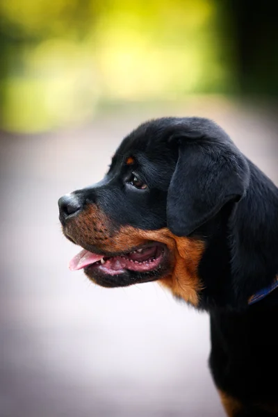 Cane di Rottweiler sulla natura — Foto Stock