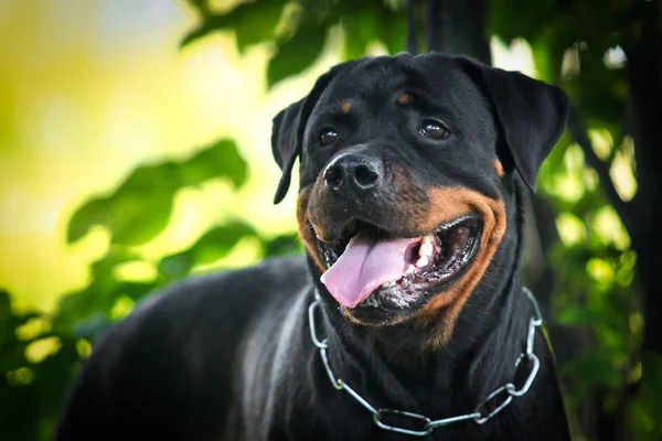 Pies Rottweiler o charakterze — Zdjęcie stockowe