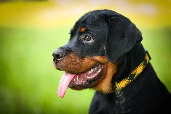 Rottweiler chien sur la nature — Photo