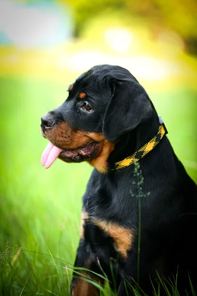 Rottweiler perro en la naturaleza —  Fotos de Stock