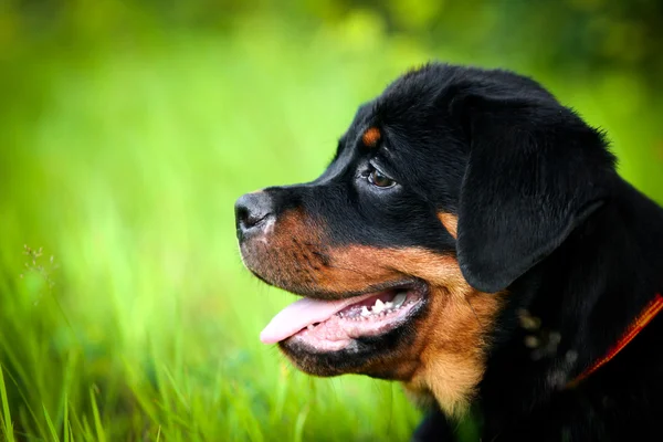 Rottweiler köpek niteliğine — Stok fotoğraf
