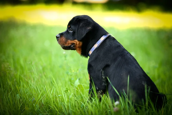 Rottweiler cão sobre a natureza — Fotografia de Stock