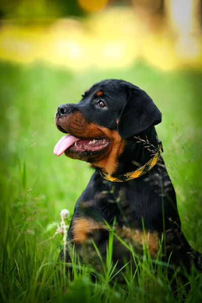Rottweiler chien sur la nature — Photo