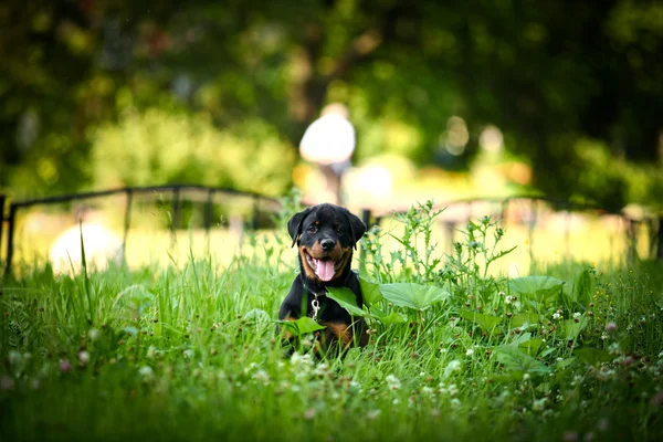 Rottweiler perro en la naturaleza — Foto de Stock