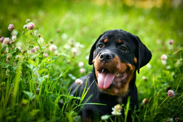Rottweiler perro en la naturaleza —  Fotos de Stock