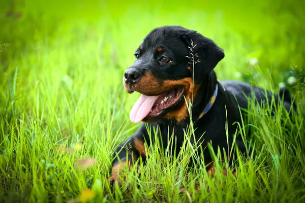 Rottweiler dog on the nature — Stock Photo, Image