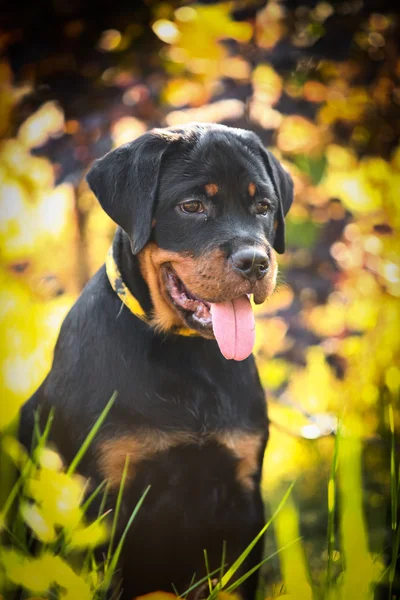 Rottweiler hund på natur — Stockfoto