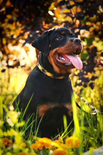 Rottweiler dog on the nature — Stock Photo, Image