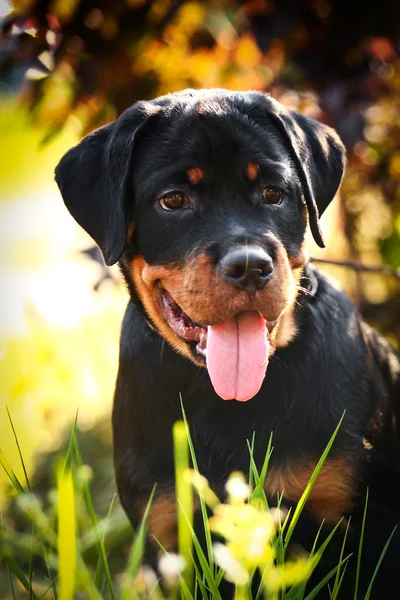 Rottweiler hund på natur — Stockfoto