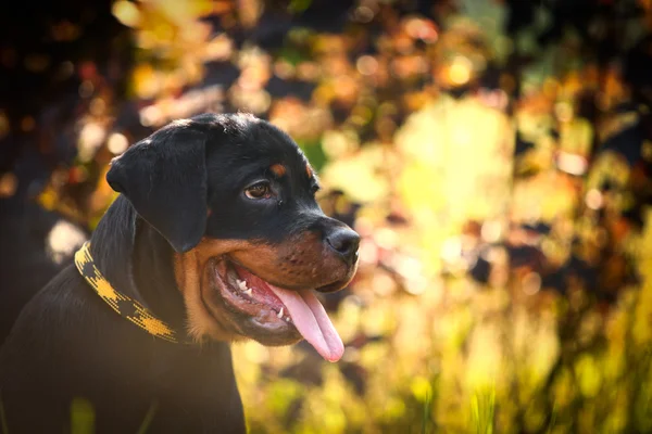 Rottweiler hund på natur — Stockfoto