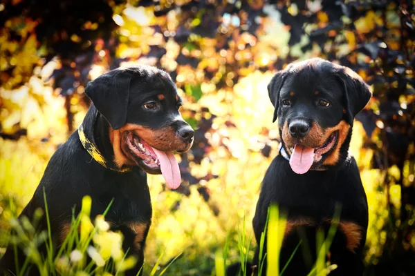 Rottweiler kutya a természet — Stock Fotó