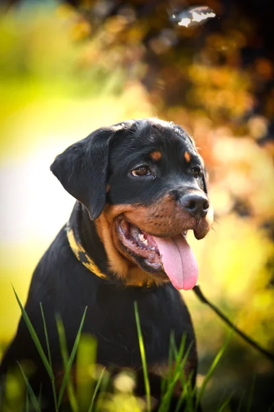 Rottweiler hund på natur — Stockfoto