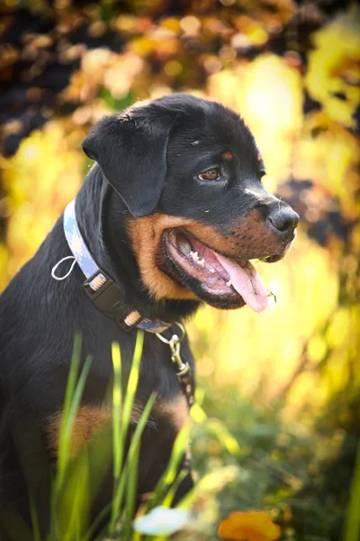 Rottweiler câine pe natură — Fotografie, imagine de stoc