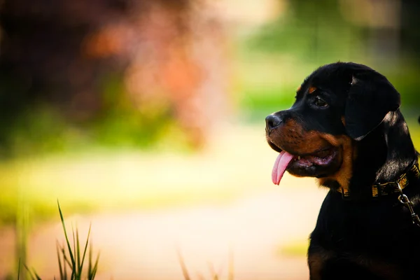Rottweiler cão sobre a natureza — Fotografia de Stock