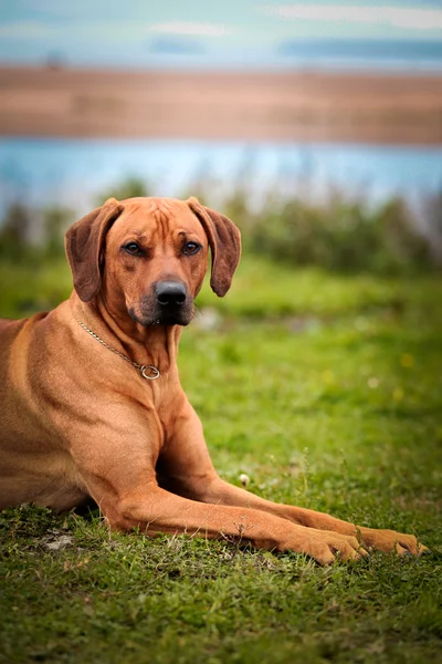 Pies rasy rhodesian ridgeback — Zdjęcie stockowe