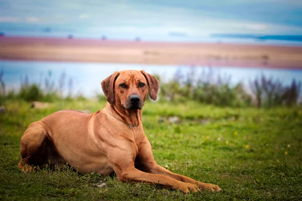 개 품종 rhodesian ridgeback — 스톡 사진