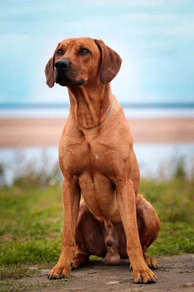 Cane razza rodesiana ridgeback — Foto Stock