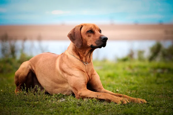 개 품종 rhodesian ridgeback — 스톡 사진