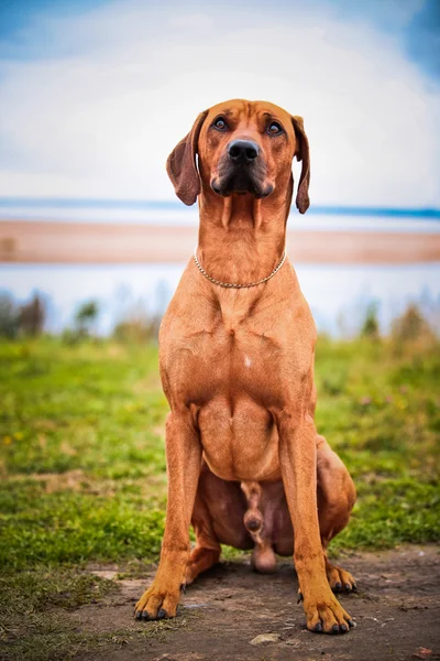 犬の品種ローデシアン ・ リッジバック — ストック写真