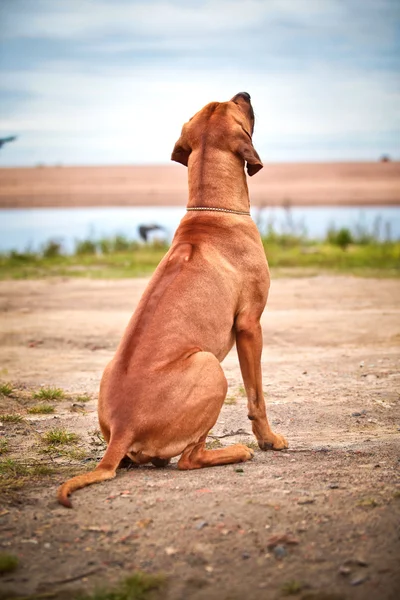 Raza de perro rhodesian ridgeback — Foto de Stock