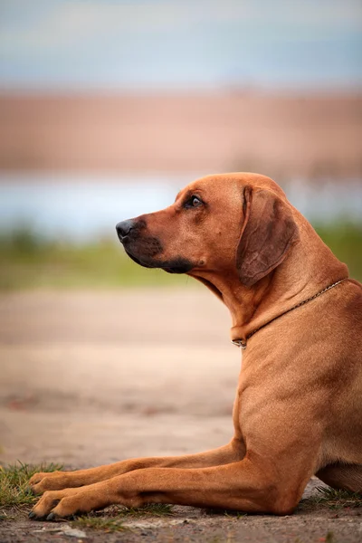 Pies rasy rhodesian ridgeback — Zdjęcie stockowe