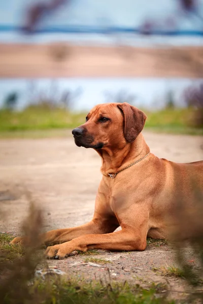 Raza de perro rhodesian ridgeback — Foto de Stock