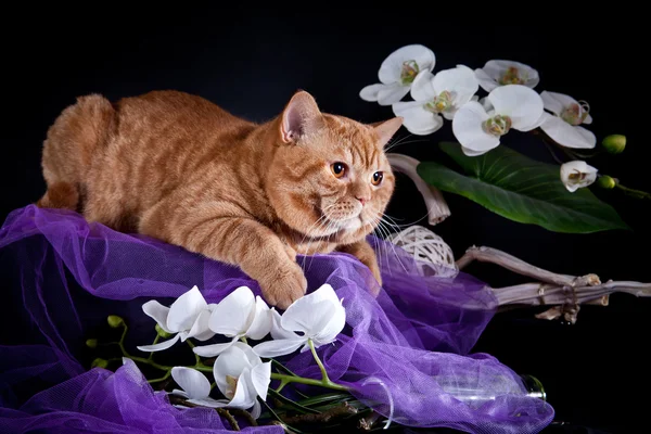 Brit cica színes háttéren — Stock Fotó