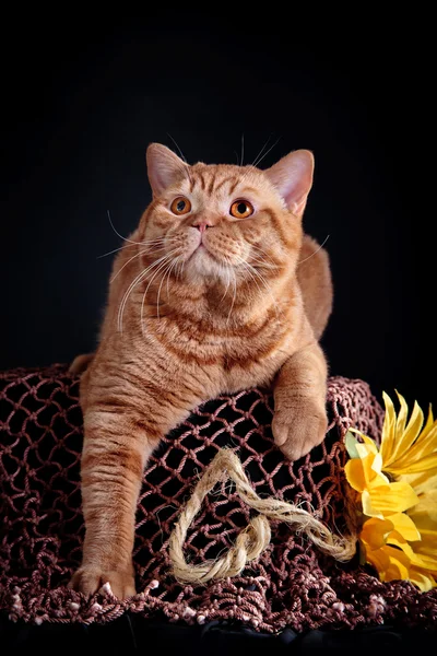 British kitten on a colored background — Stock Photo, Image