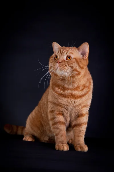 Британский котенок на цветном фоне — стоковое фото