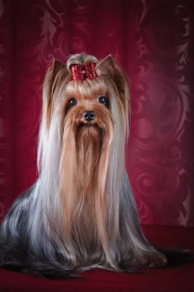 Yorkshire Terrier hond — Stockfoto