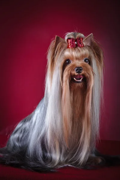 Yorkshire Terrier hond — Stockfoto
