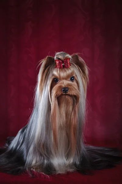 Yorkshire Terrier köpeği. — Stok fotoğraf